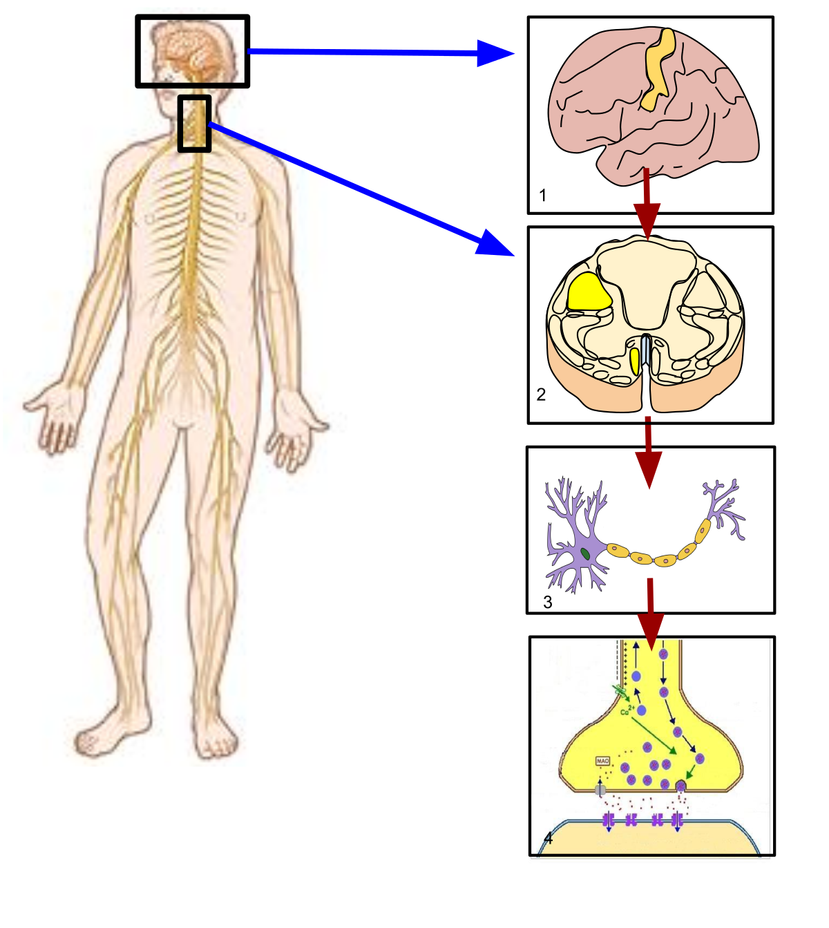 example of somatic nervous system